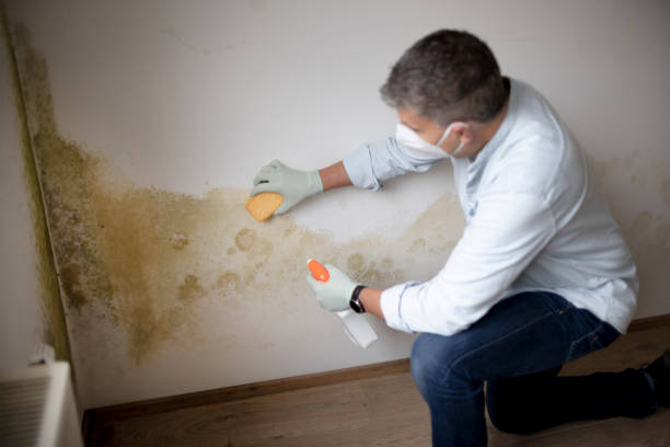 Best Mold Damage Restoration  in Wurtsboro, NY